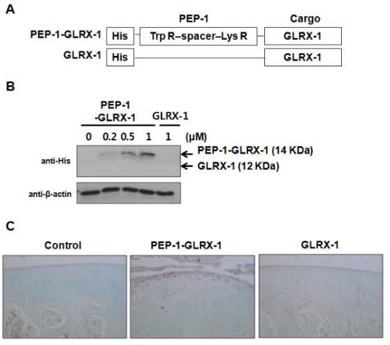 PEP-1-GLRX-1의 배양한 사람연골세포와 마우스 연골조직내로의 침투효과 확인