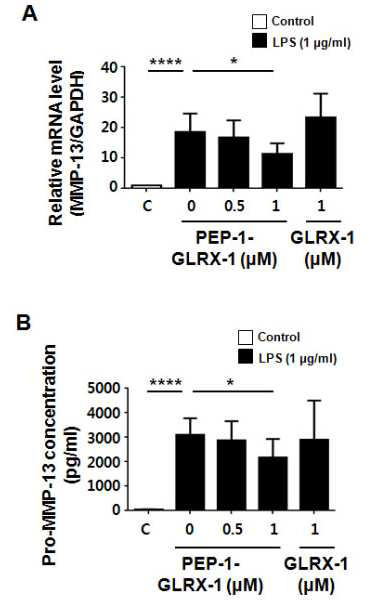 PEP-1-GLRX-1의 LPS 유도의 MMP-13 mRNA와 단백질 발현에 대한 영향