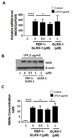 PEP-1-GLRX-1 suppresses LPS-induced nitric oxide (NO) production in primary human chondrocytes