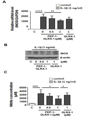 PEP-1-GLRX-1의 IL-1β 유도의 nitric oxide (NO) 생성 억제