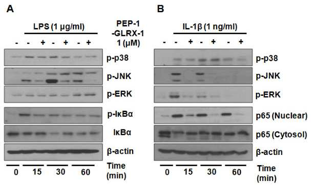 PEP-1-GLRX-1의 LPS- 와 IL-1β-유도의 MAPK and NF-κB 활성화 억제