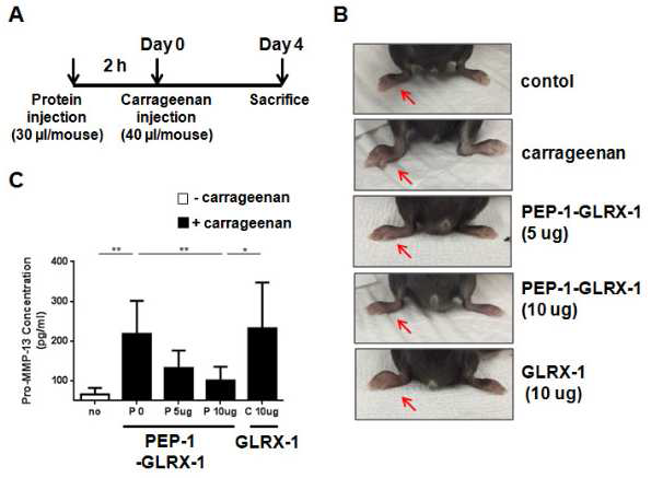 PEP-1-GLRX-1의 마우스 carrageenan 유도 paw edema 모델에서 edema와 MMP-13의 발현 억제