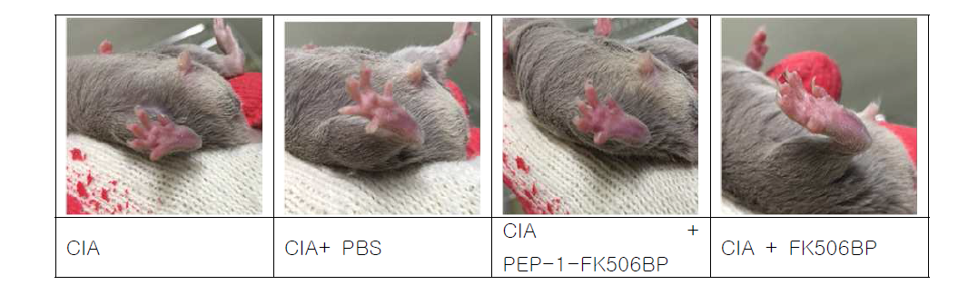 CIA 유도 마우스에서 PEP-1-FK506BP 투여군의 15주 경과 후 swelling 확인
