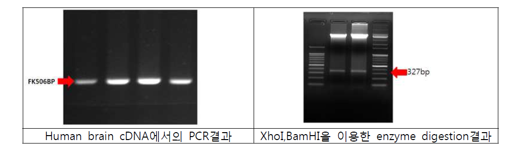 Human Brain cDNA에서 다음과 같이 FK506BP insert를 확보 하고 enzyme digestion 실험방법을 이용하여 올바른 ligation 유무 확인