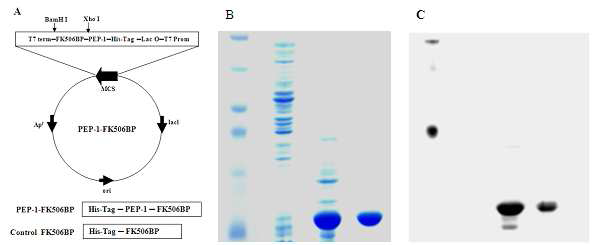 세포 침투성 융합 단백질 PEP-1-FK506BP 제조 및 정제 결과