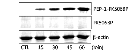 SW1353 세포에 PEP-1-FK506BP 융합단백질 시간-의존적 침투효과>