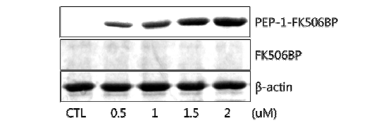 SW1353 세포에 PEP-1-FK506BP 융합단백질 농도-의존적 침투효과