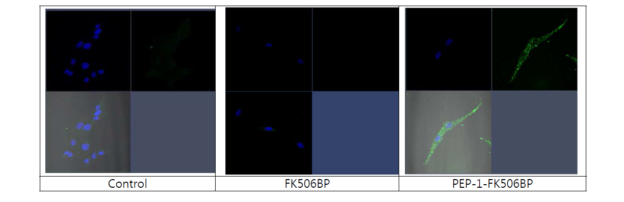 SW1353 세포에 PEP-1-FK506BP 융합단백질 침투효과