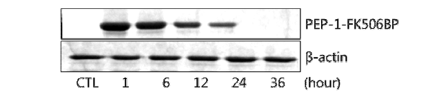 SW1353 세포내에서 PEP-1-FK506BP 융합단백질 안전성 평가