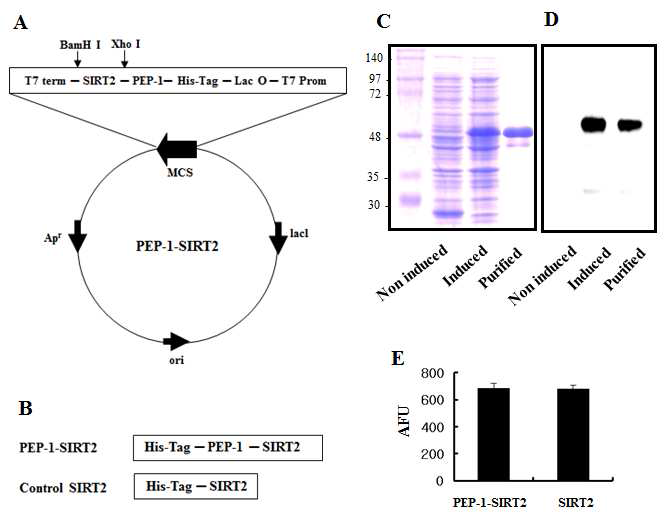세포 침투성 단백질 PEP-1 SIRT2의 제조 및 정제