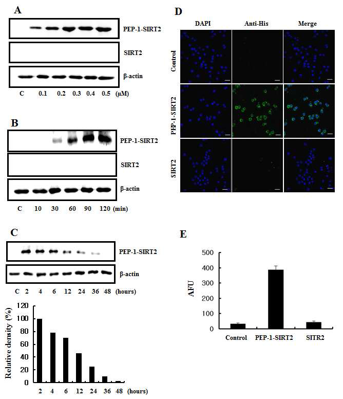 PEP-1 SIRT2 단백질의 세포내로의 효과적인 침투