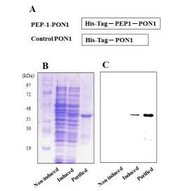 세포 침투성 단백질인 PEP-1 PON1의 제조 및 정제