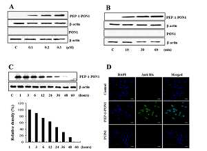 세포 침투성 PEP-1 PON1 융합 단백질의 세포내로의 효과적인 투과 확인