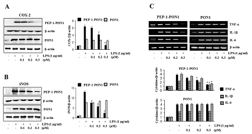 PEP-1 PON1의 염증 반응 발현 억제 효능
