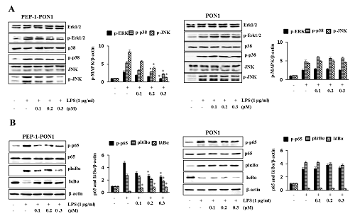 PEP-1 PON1의 MAPK와 NF-κB의 신호 전달 억제