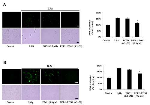 침투성 융합단백질 PEP-1 PON1의 ROS 억제 효능