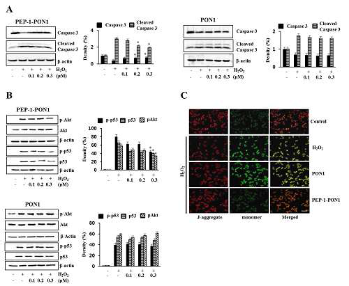 침투성 융합단백질 PEP-1 PON1의 apoptosis signal 및 막 전위차 조절