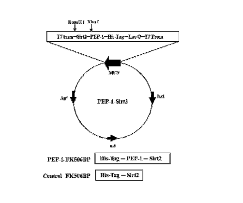 PEP-1-Sirt2 융합단백질 제조를 위한 유전자 제조