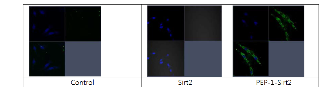 SW1353 세포에 PEP-1-Sirt2 융합단백질 침투효과