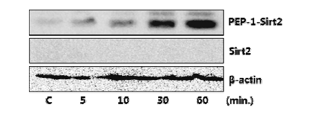 SW1353 세포에 PEP-1-Sirt2 융합단백질 시간-의존적 침투효과
