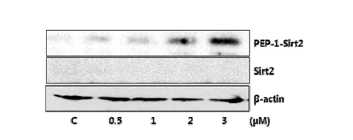 SW1353 세포에 PEP-1-Sirt2 융합단백질 농도-의존적 침투효과