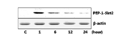 SW1353 세포내에서 PEP-1-Sirt2 융합단백질 안전성 평가