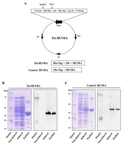 침투성 BLVRA 융합단백질 제조