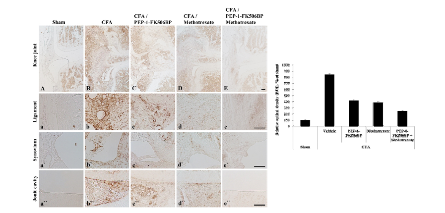관절 침투성 FK506BP 융합단백질 주사제 관절염 효능 평가. Iba-1 분석