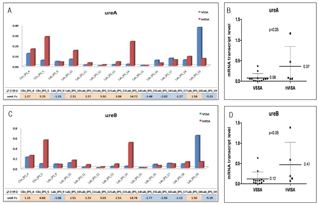 ST72 그룹에서 ureA/ureB 유전자의 mRNA transcript level