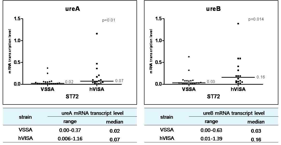 임상균주들을 이용한 ureA와 ureB 유전자의 transcript level 비교