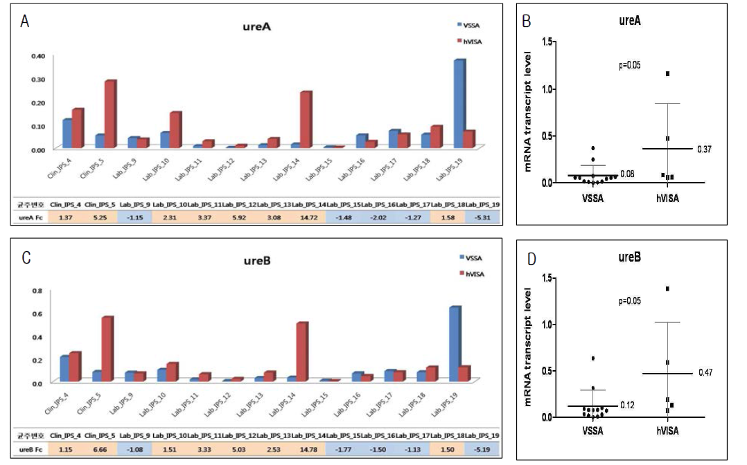 ST72 그룹에서 ureA/ureB 유전자의 mRNA transcript level