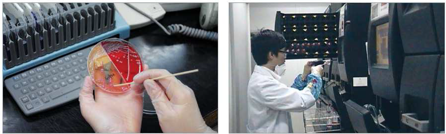 배양된 세균의 동정과정 및 배양장비를 이용한 배양검사