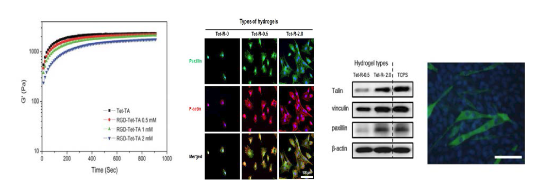 펩타이드가 도입된 하이드로겔의 물성 테스트 결과. 펩타이드가 도입된 하이드로겔에서 근육세포의 부착능과 분화능 평가 결과