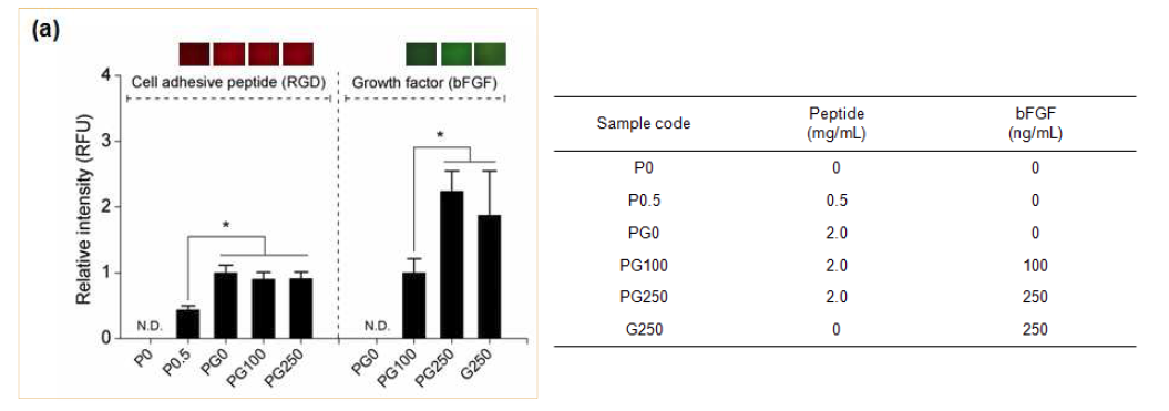 각각 NHS-rhodamine(Red), FITC(Green)로 표지한 RGD, bFGF를 포함한 하이드로겔의 형광강도 및 그룹별 생체분자 농도