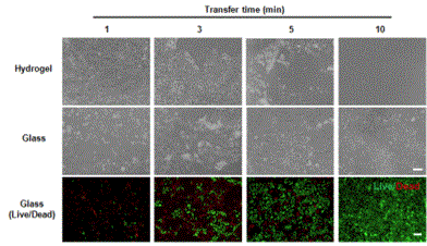 이식 후 하이드로겔, 유리에서의 세포 활성