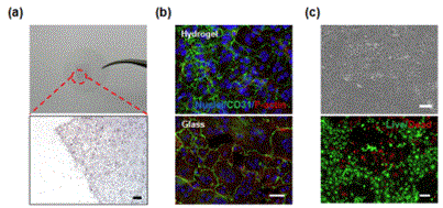 (a) Hematoxylin staining, (b) CD31 면역형광염색, (c) Live/Dead assay