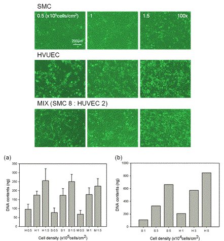 배양 세포 수에 따른 하이드로겔 위에서의 세포 형태와 (a) 하이드로겔 위에서의 DNA contents (b) culture plate 위에서의 DNA contents
