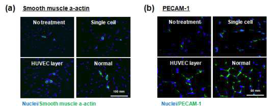 실험군별 SMA, PECAM-1 면역염색 결과
