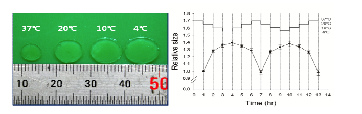 온도 변화에 따른 하이드로겔의 상대적 크기 변화