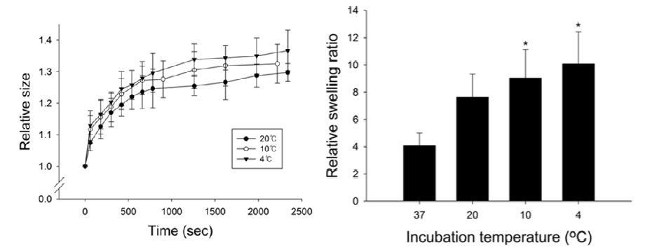 하이드로겔의 상대적 크기 변화 속도 및 하이드로겔의 상대적 swelling ratio