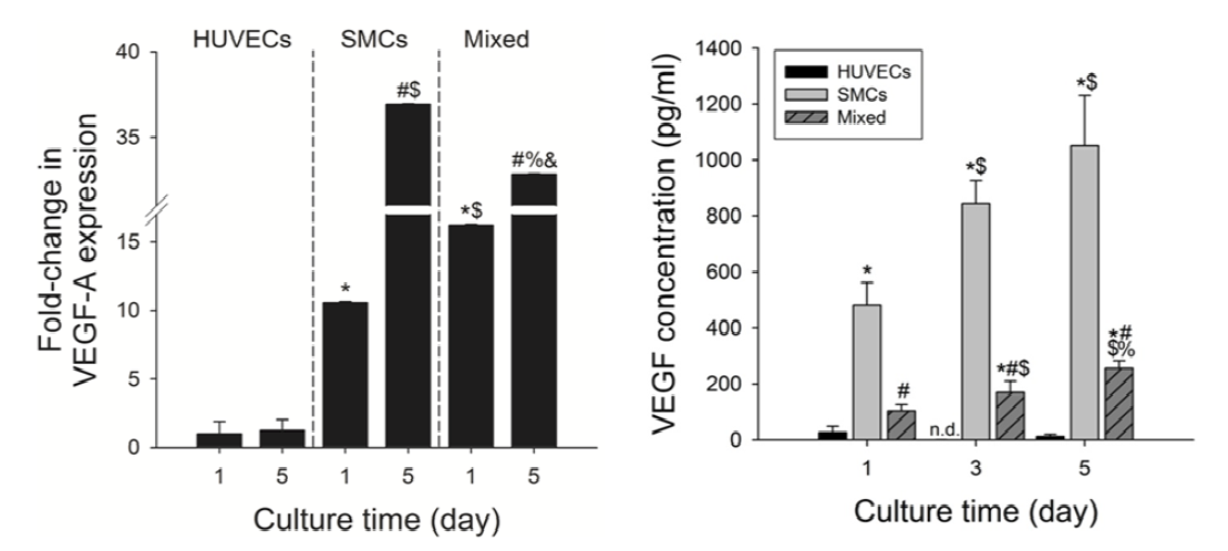 배양 시간에 따른 VEGF-A 유전자 발현과 배양 시간에 따른 VEGF 단백질 발현