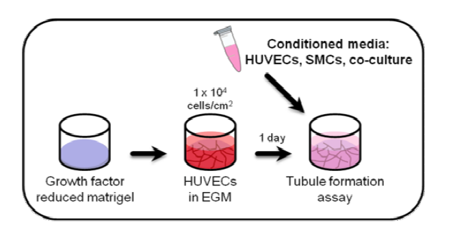 Tubule formation assay 과정의 모식도