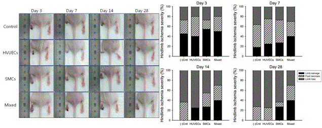 세포시트를 이식한 hindlimb ischemia 모델의 괴사 진행 모습과 그룹별 Hindlimb의 괴사 정도 평가