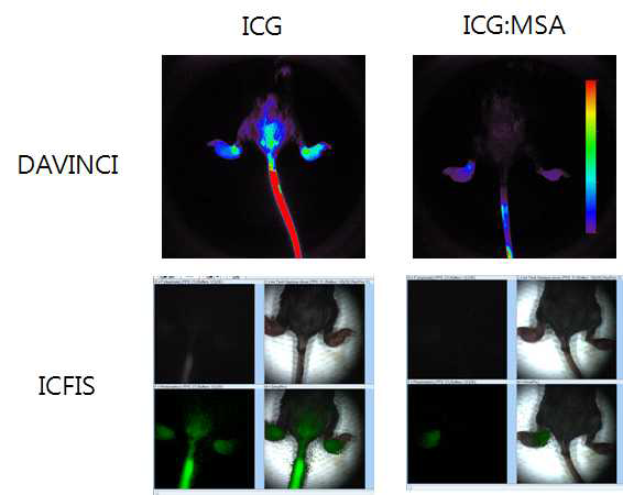 Mouse Tumor model에서의 Davinci 및 ICFIS 영상 사이의 상관관계를 보여주는 그림.