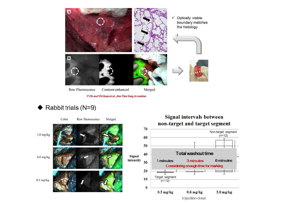 폐엽절제술을 ICG의 폐구역분포-중형동물