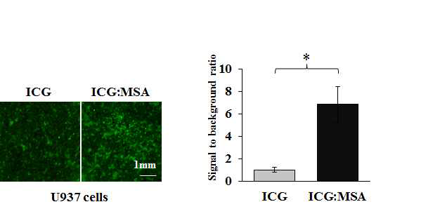 세포 단계에서 ICG와 ICG:MSA 형광 세기 비교