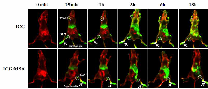 소형동물에서 ICG와 ICG:MSA의 시간별 감시림프절의 탐색율 비교