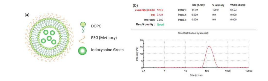 (a) liposomal ICG의 구조, (b) ICG가 내포된 liposome의 유체동역학적 크기