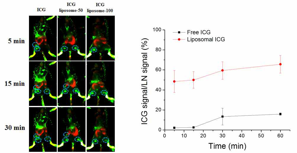 ICG, Liposomal ICG 50nm, 100nm의 체내분포 비교