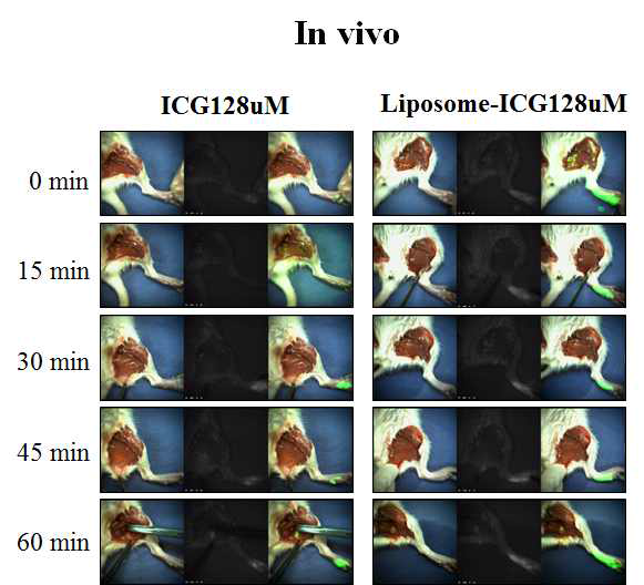 liposome-ICG와 ICG의 128uM 농도에서 감시림프절 탐색능 비교